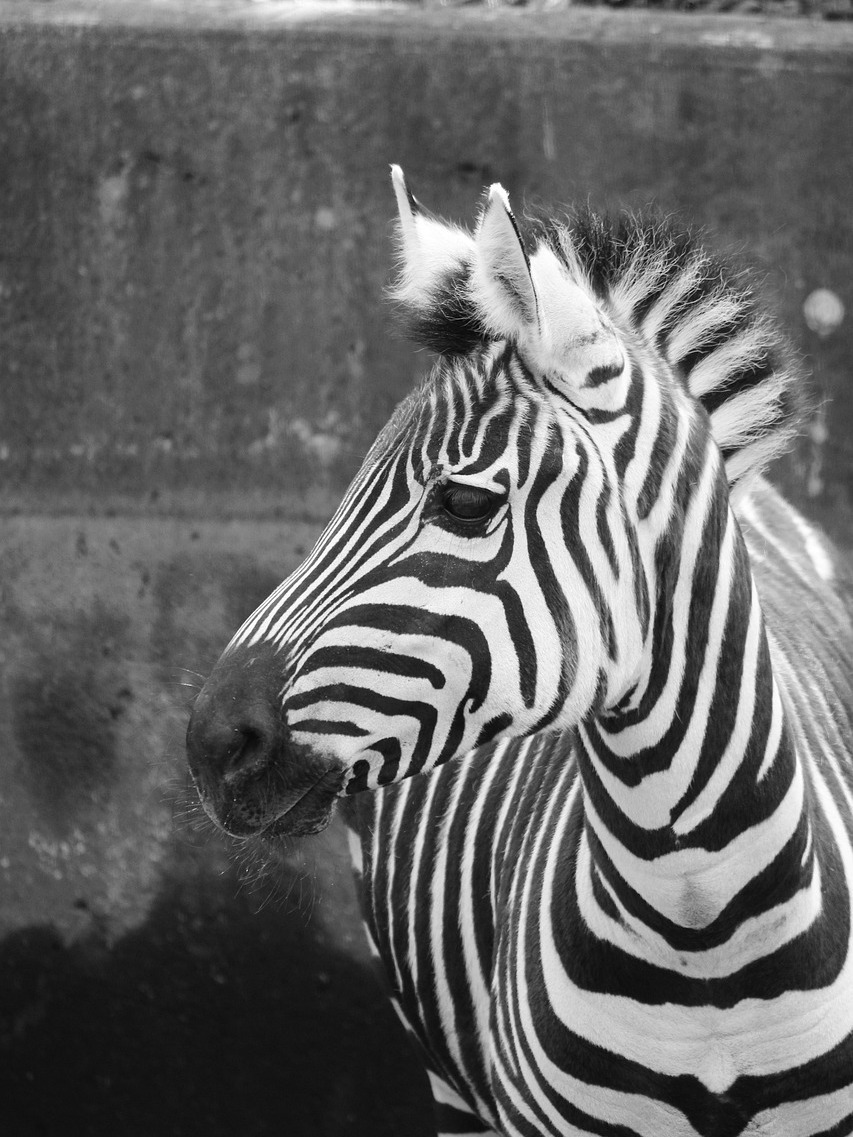 Black and white photo of a zebra