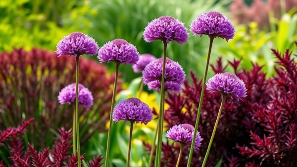 Vibrant purple allium flowers in pollinator friendly gardens
