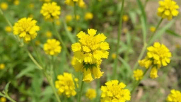 ‘Fireworks’ Goldenrod: A Pollinator Favorite with Bold Yellow Blooms