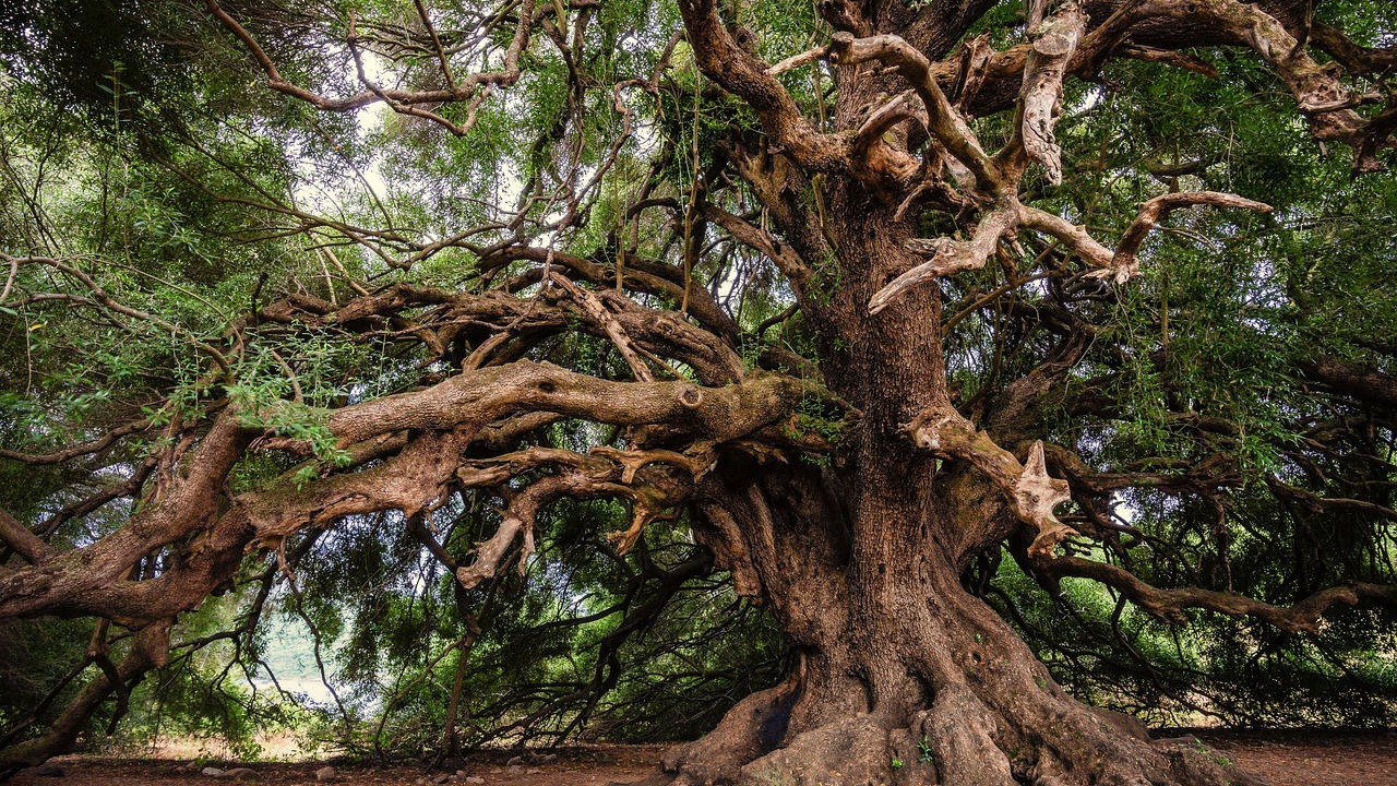 Tree Health NJ