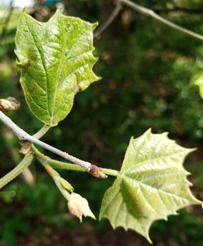Native Sycamore Resilience
