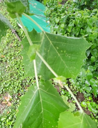 Native Sycamore Resilience