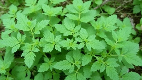 Homemade Living: Fighting spring allergies with stinging nettles