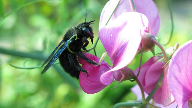 Carpenter Bees