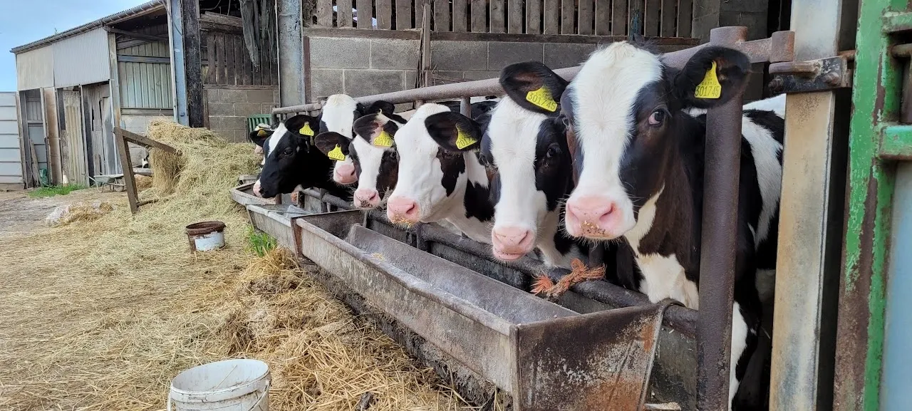Cutthorpe Creamery Dairy & Farm Shop
