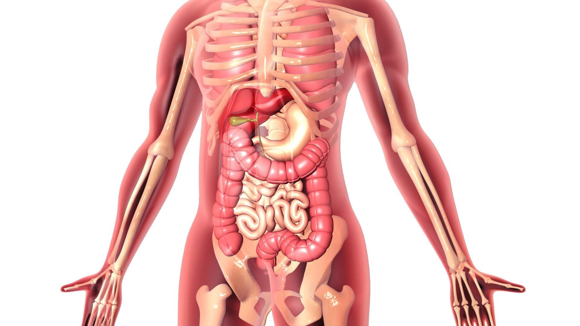 Medical professional highlights digestive model, focusing on vascular markers.