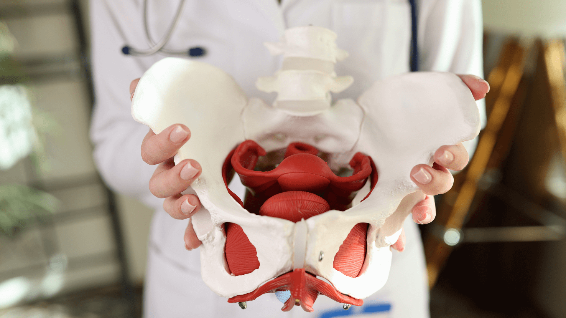Pelvic floor therapy expert insights: detailed pelvic floor anatomy medical illustration