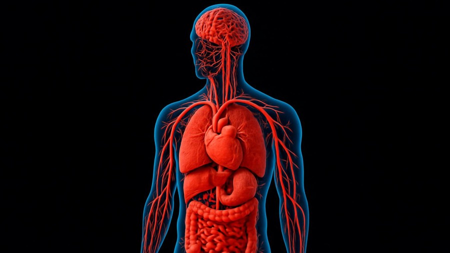 3D illustration of blood vessels highlighting vascular health and capillary density during aging.