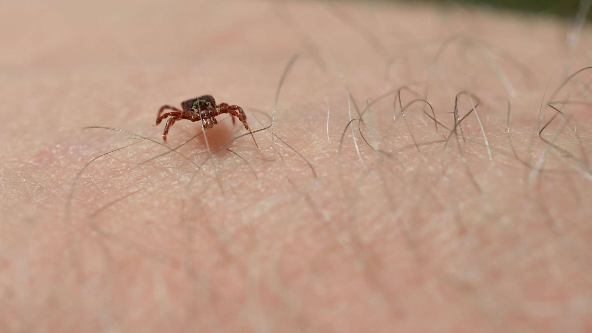 Close-up image of a lone star tick linked to Alpha-Gal Syndrome.