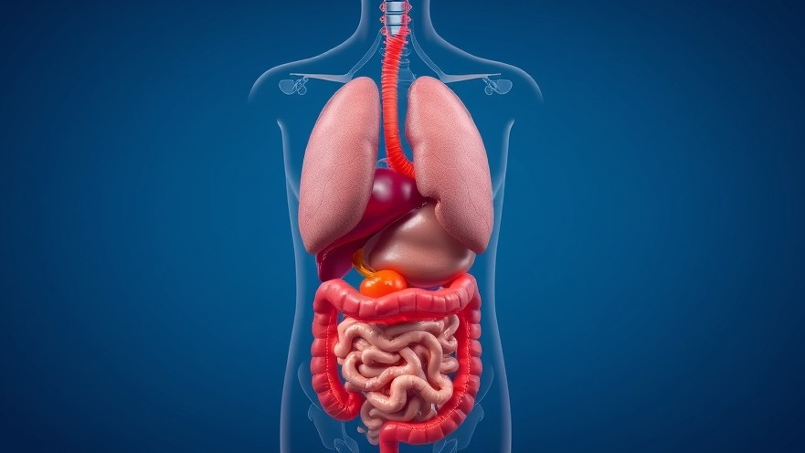 Photorealistic human anatomy showing digestive system for IBS diagnosis.