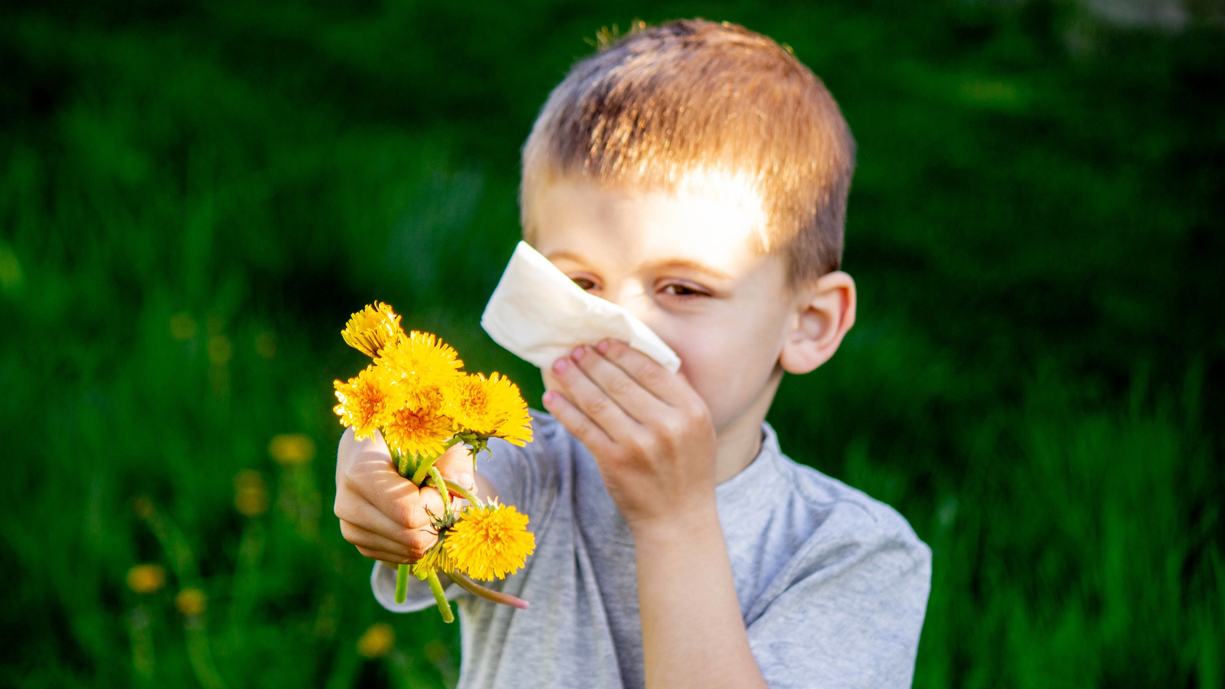 Little boy holding flowers out to us about to sneeze into a tissue with grasses on green background