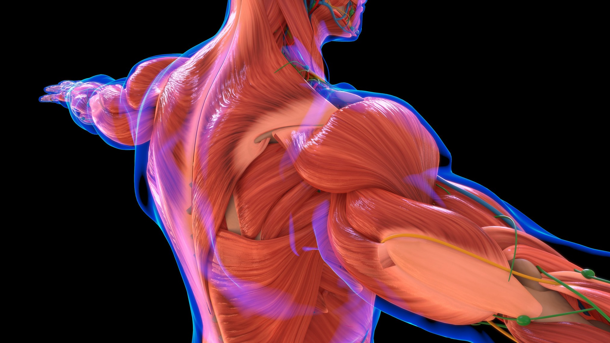 Muscle anatomy