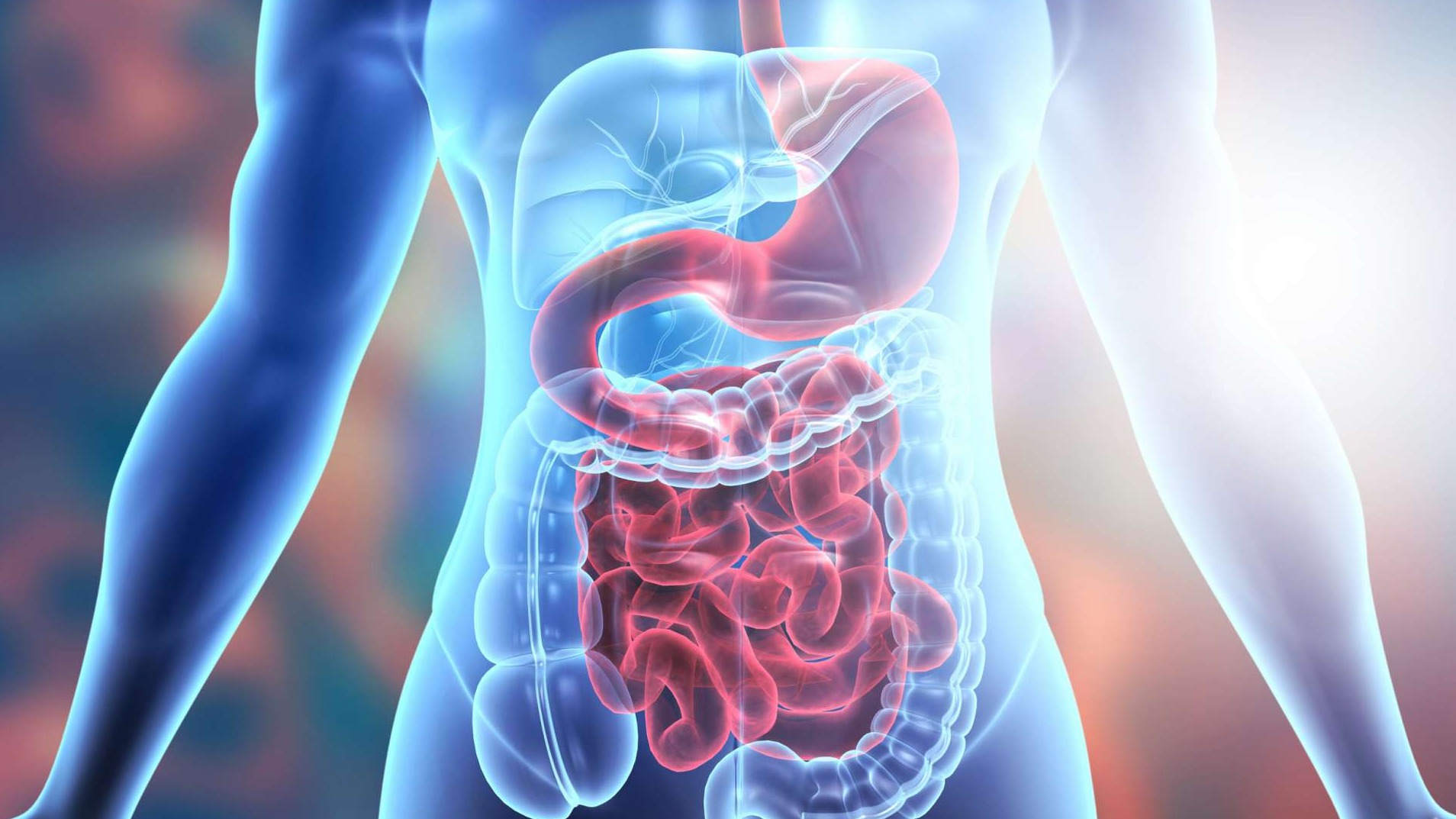 Detailed digital illustration of human digestive system, highlighting BPC-157 for gut health.