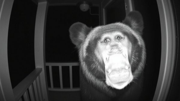 Bear ding dong ditch captured on security camera at night.