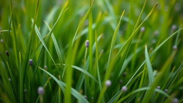 Close-up of tough grass with purple seeds; ideal beginner garden plant.