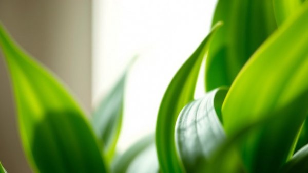 Lush green ZZ plant leaves, how to care for ZZ plants.