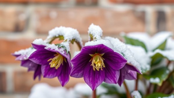 Winter hellebore flowers with snow, showcasing gardening tips.