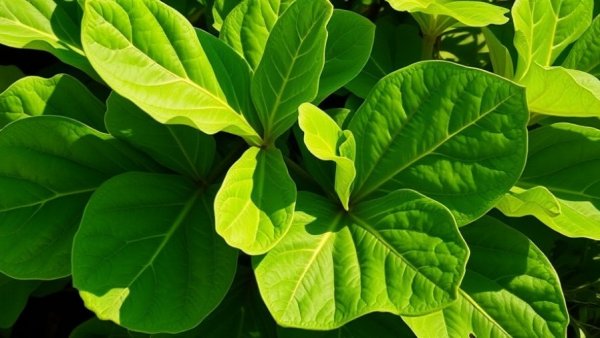 Vibrant fiddle-leaf fig leaves in bright sunlight.