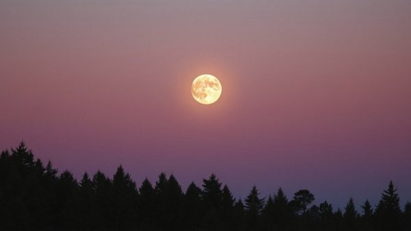 January's Full Moon in Cancer over silhouetted pine trees.