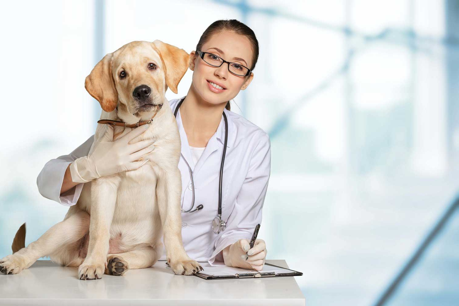 Veterinarian with young yellow lab dog