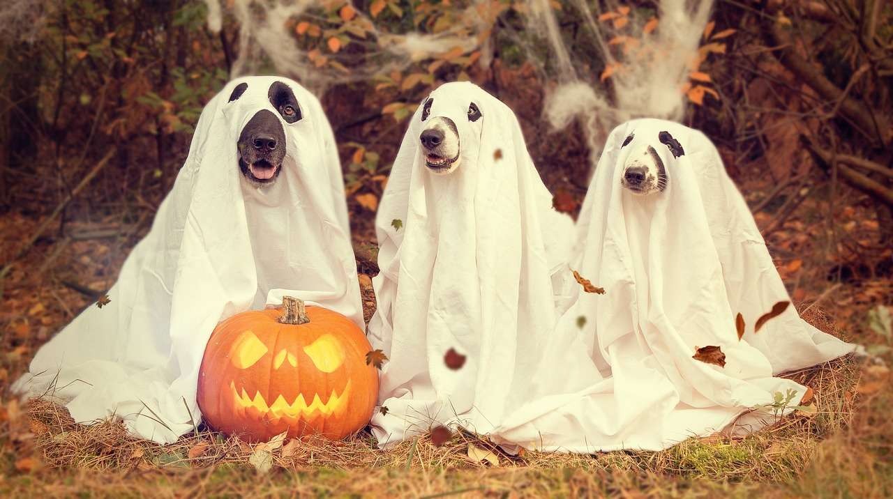 three dogs dressed like ghosts