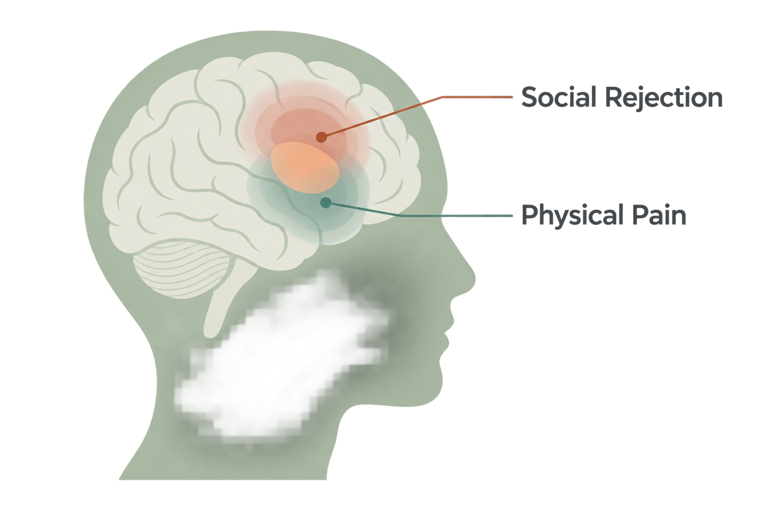 Overlapping neural circuits of rejection and pain