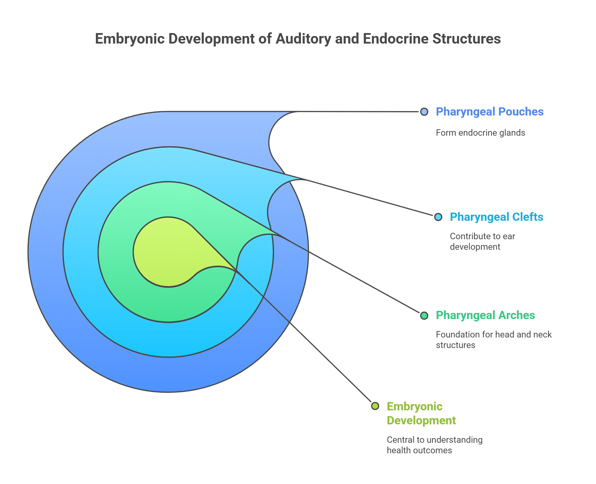 Embryonic Development 