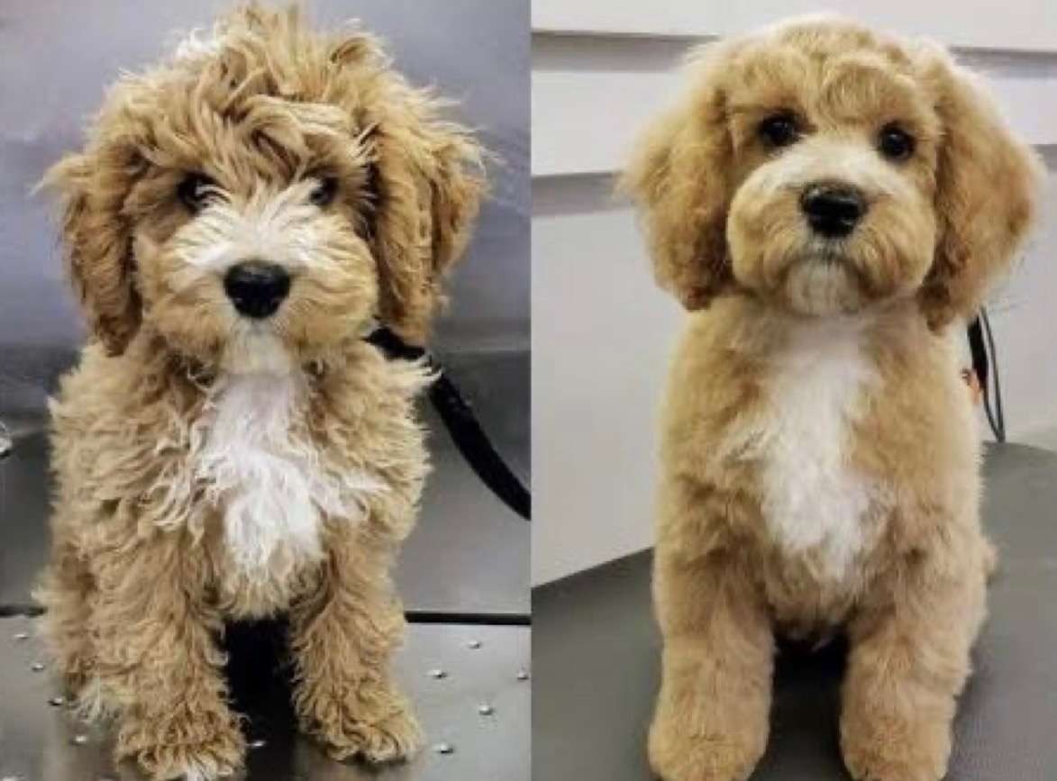 Stress-free dog grooming