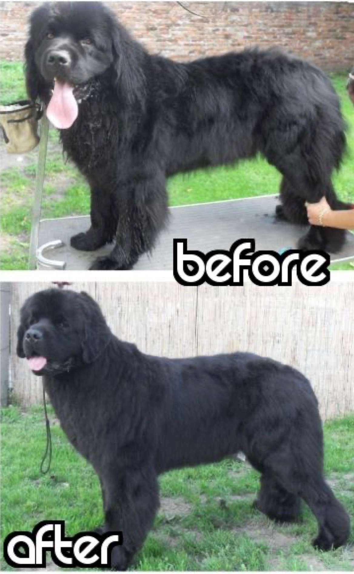 Gentle grooming for sensitive dogs