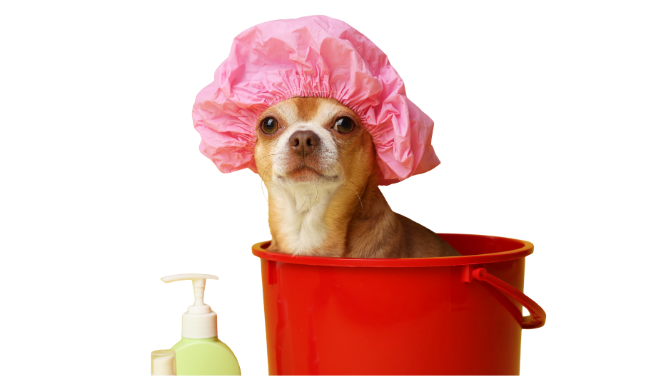 Dog bath and blow dry