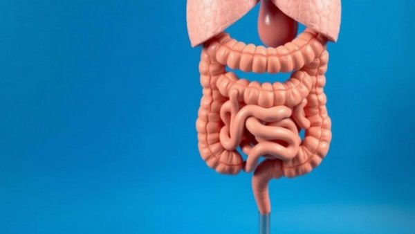 Realistic large intestine model depicting IBS anatomy on blue background.