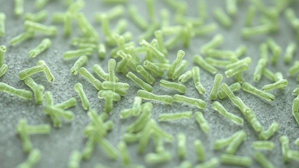 Close-up of bacteria highlighting antibiotic resistance.