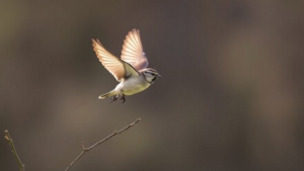 The Sparrow has flown home
