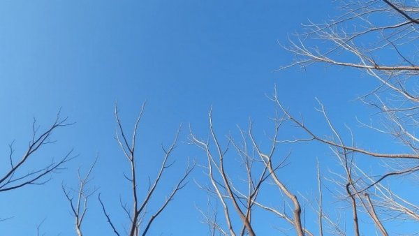 Clear spring sky and tree branches, New Jersey weather forecasts April.