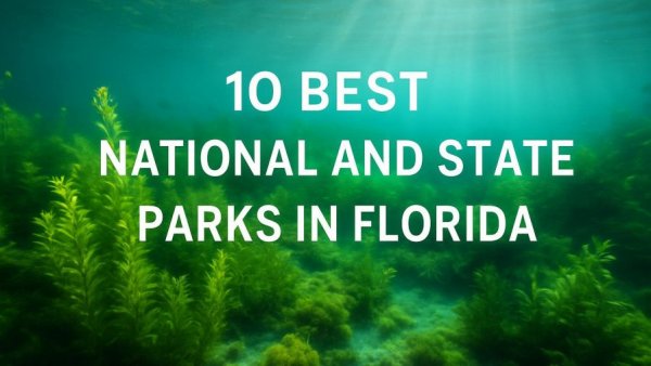 Best Places to Visit in Florida: Underwater view with lush aquatic life