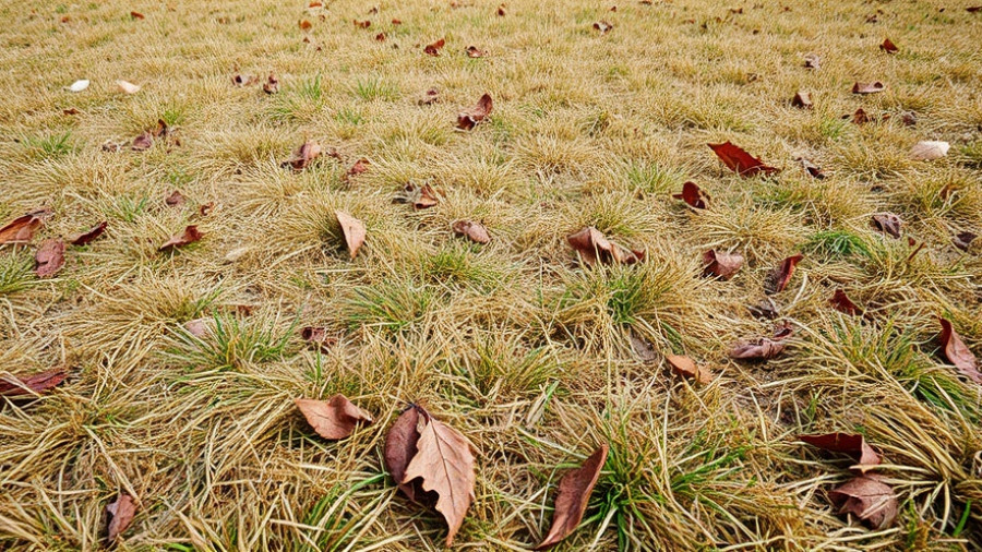 Dry lawn with sparse green patches during drought.