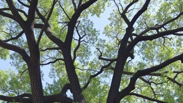 Tree Trimming Services In Champions Park, TX Provided By Monster Tree Service Northwest Houston