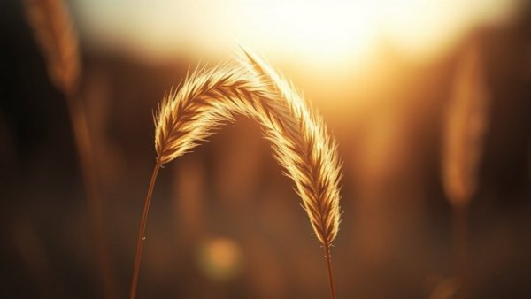 Close-up of wild grass plumes swaying in soft light, Shelby MI.