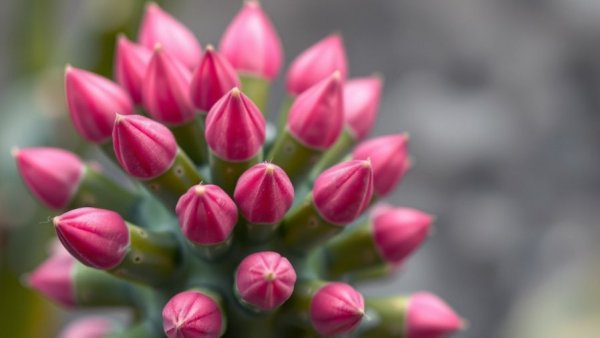 Vibrant pink buds on Christmas cactus triggering bud formation.