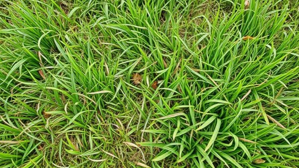 Mixed condition lawn with green and brown patches showcases eco-friendly lawn care results.