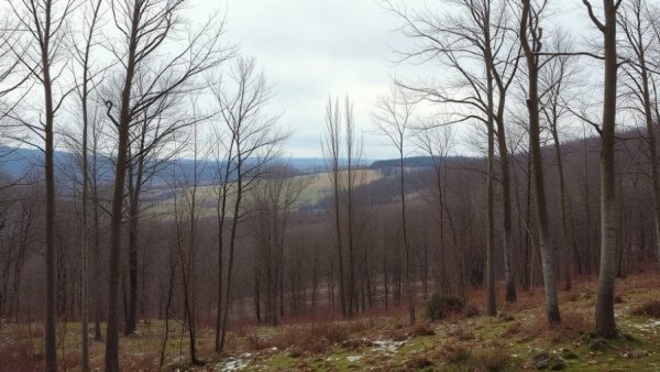 Ash dieback tree care Somerset landscape with bare trees.