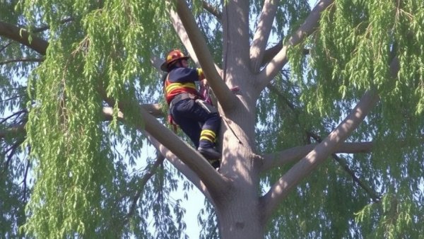 Firefighters rescue arborist stuck in tree in Riverside