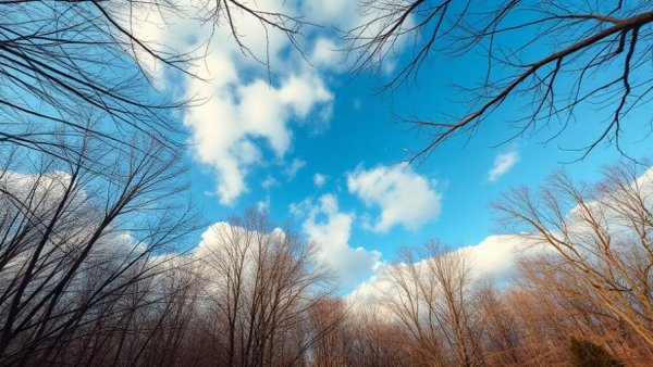 Stunning view of bare trees against a blue sky in Michigan.
