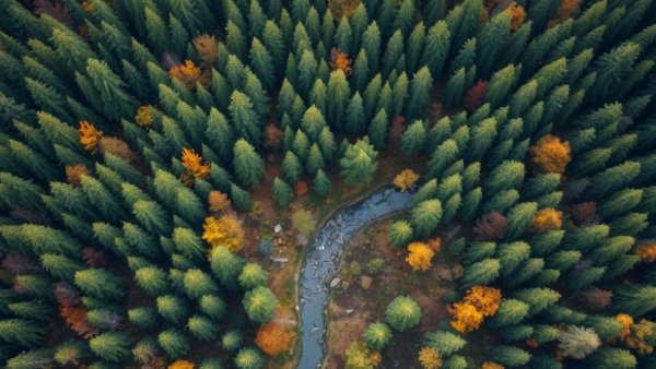 Mulligan Pines Preserve aerial view with winding stream.