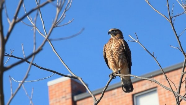 Brown hawk on tree branch near brick building in Detroit.