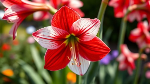 Close-up of a vibrant amaryllis flower, showcasing its red and white petals.