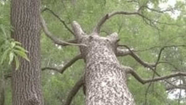 Risk of toppling trees increasing as months-long drought continues, Tallahassee arborist says