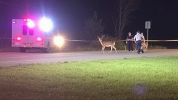 Kalamazoo4 injured, including 2 children, after vehicle hits deer in Cass County8h agoBradley Massman