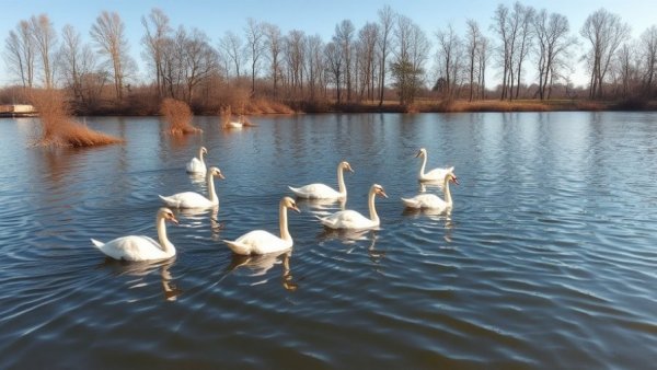 Calm scene with swans and ducks swimming at a Doncaster lake.