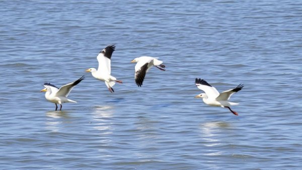 Aves pasan de agua dulce a salada